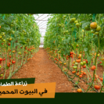 زراعة الطماطم في البيوت المحمية