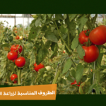 الظروف المناسبة لزراعة الطماطم في البيت المحمي