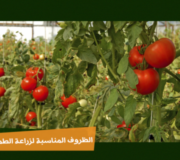 الظروف المناسبة لزراعة الطماطم في البيت المحمي