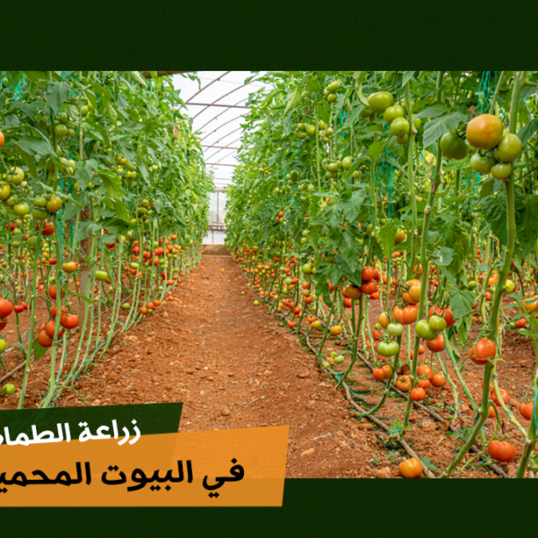 Growing tomatoes in greenhouses 1 زراعة الطماطم في البيوت المحمية