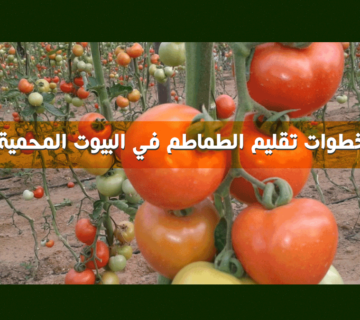 خطوات تقليم الطماطم في البيوت المحمية