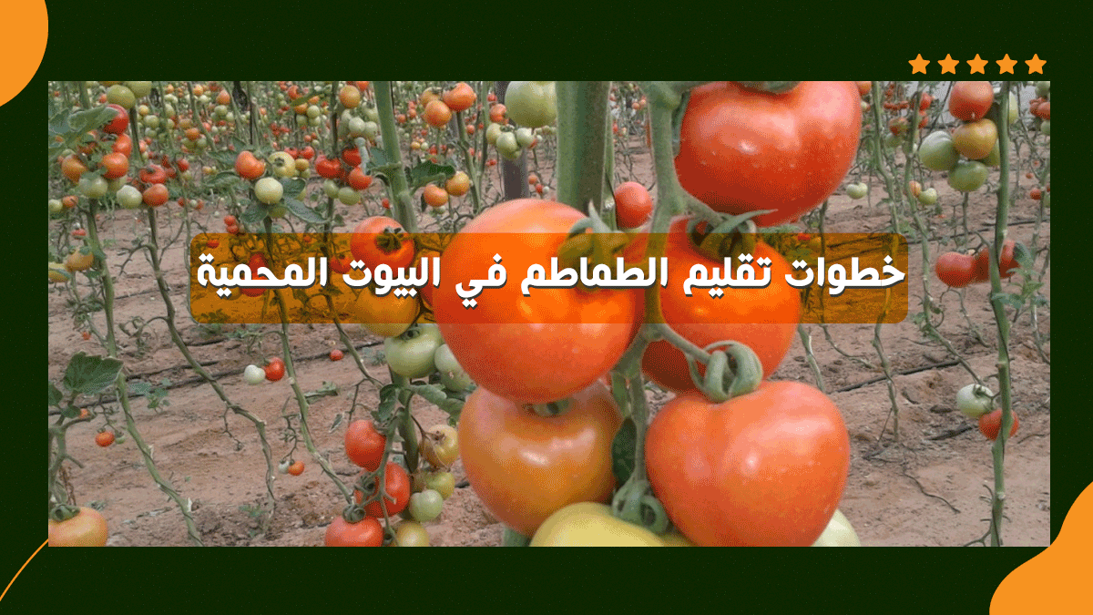 خطوات تقليم الطماطم في البيوت المحمية