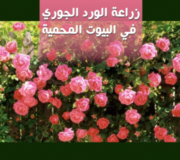 زراعة الورد الجوري في البيوت المحمية