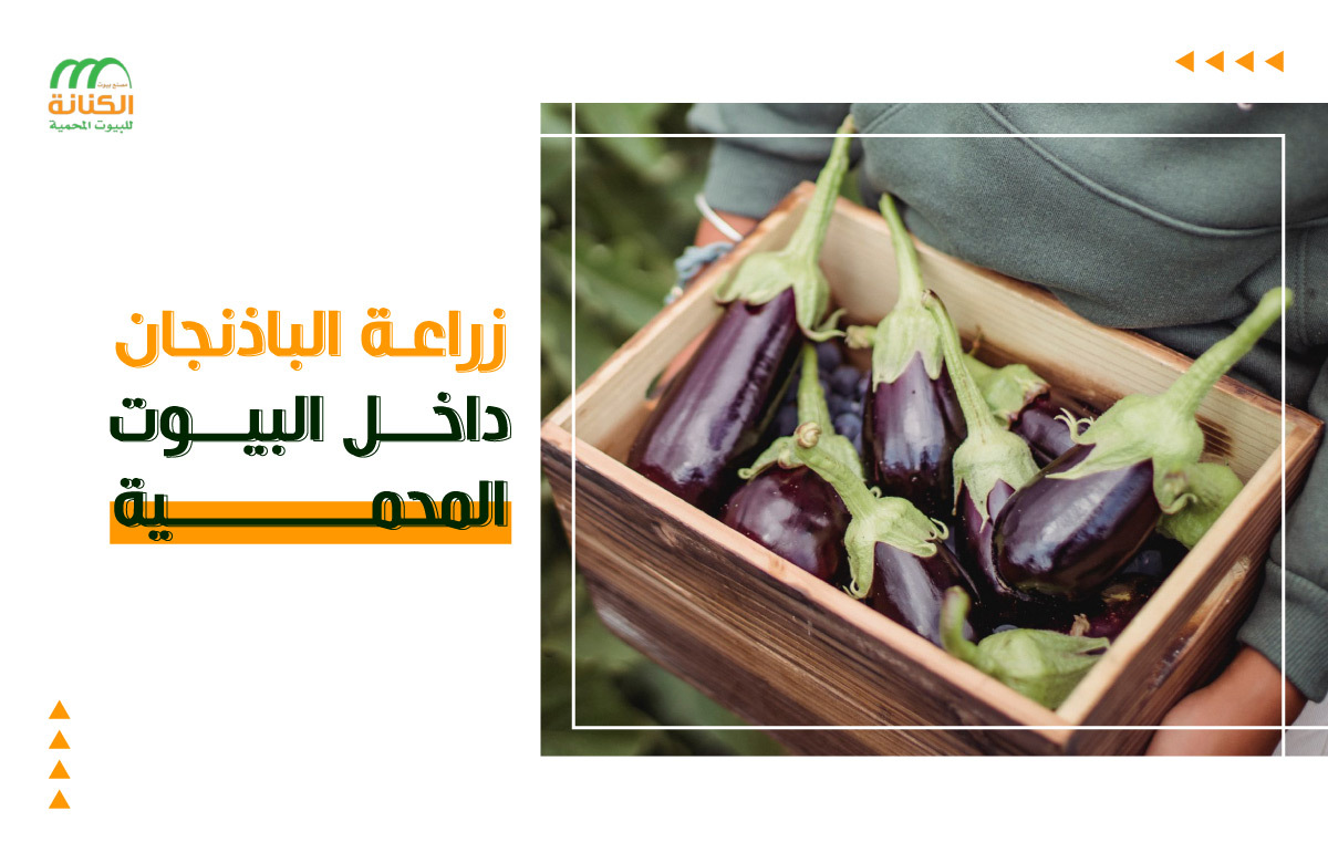 زراعة الباذنجان في البيت المحمي 1 زراعة الباذنجان في البيت المحمي