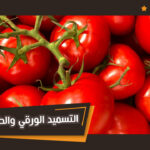 تأثير التسميد الورقي على إنتاج الطماطم في البيوت المحمية