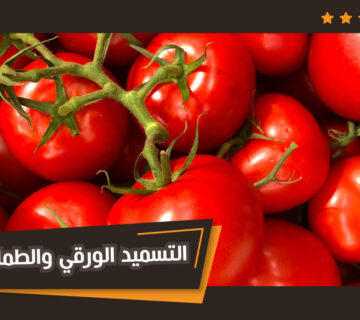 تأثير التسميد الورقي على إنتاج الطماطم في البيوت المحمية